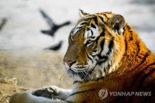 CHINA HARBIN SIBERIAN TIGER PARK