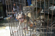 INDONESIA ECONOMY ANIMAL TRADE
