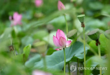 SOUTH KOREA LOTUS BLOSSOMS