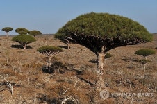 YEMEN SOCOTRA DRAGON BLOOD TREE