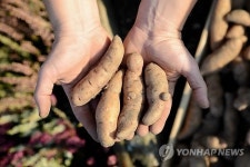 GERMANY AGRICULTURE BAMBERG POTATO