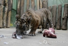 '귀여워 보여도 나름 맹수'
