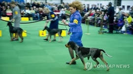 USA NEW YORK WESTMINSTER KENNEL CLUB DOG SHOW
