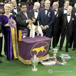 USA DOG SHOW