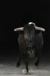 FRANCE BULLFIGHTING
