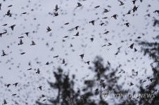 SWITZERLAND MIGRATORY BIRDS
