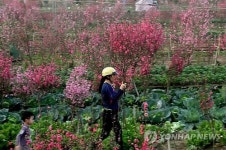 VIETNAM LUNAR NEW YEAR TET