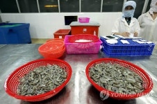 VIETNAM ECONOMY SHRIMP EXPORT