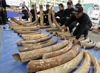 태국, 대규모 밀수 상아 적발