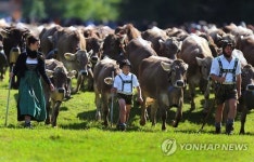 GERMANY COW TRAIN