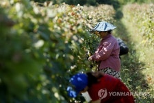 GEORGIA AGRICULTURE GRAPE HARVEST