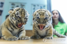 깔보면 할퀼래…어흥
