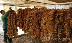 LEBANON TOBACCO HARVEST SEASON