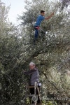 MIDEAST PALESTINIANS AGRICULTURE