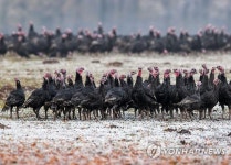 GERMANY BIRD FLU H5N8