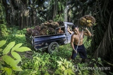 INDONESIA FEATURE PACKAGE PALM OIL