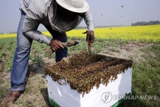 BANGLADESH HONEY CULTIVATION MUSTARD