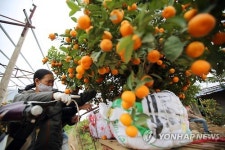 VIETNAM LUNAR NEW YEAR TET