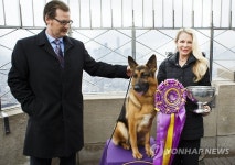 USA NEW YORK WESTMINSTER KENNEL CLUB DOG SHOW