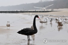 POLAND BLACK SWAN
