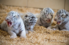 세계 최초 네 쌍둥이 백호