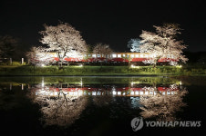 벚꽃과 함께한 환상의 야간 열차