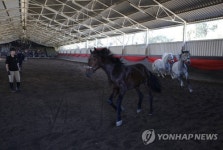 SOUTH AFRICA PHOTO ESSAY LIPIZZANERS
