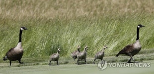 USA GOLF US OPEN 2017