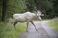 (FILE) SWEDEN WHITE MOOSE