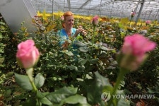 BELARUS ECONOMY AGRICULTURE HARVEST
