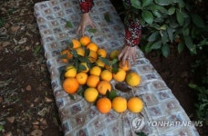 MIDEAST PALESTINIANS AGRICULTURE