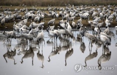 ISRAEL ANIMALS MIGRATING BIRDS