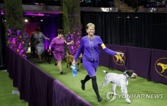 USA ANIMALS WESTMINSTER KENNEL CLUB DOG SHOW