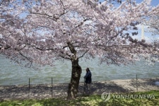 USA CHERRY BLOSSOM FESTIVAL