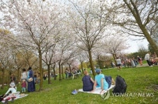 GERMANY CHERRY BLOSSOMS