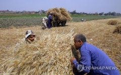 EGYPT AGRICULTURE WHEAT