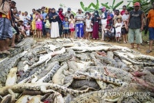 epaselect INDONESIA CRIME CROCODILE