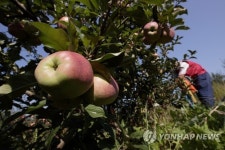 KOSOVO APPLE HARVEST