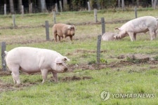 BELGIUM PIGS AGRICULTURE DISEASES