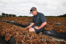 AUSTRALIA AGRICULTURE STRAWBERRY FARM