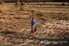 INDIA KASHMIR ECONOMY RICE HARVEST