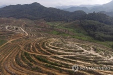 MALAYSIA PHOTO SET HORNBILL FOREST CONSERVATION