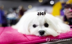 USA NEW YORK WESTMINSTER KENNEL CLUB DOG SHOW