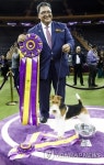 USA ANIMALS WESTMINSTER KENNEL CLUB DOG SHOW