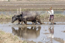 MYANMAR AGRICULTURE RICE