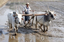 MYANMAR AGRICULTURE RICE