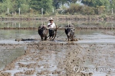 MYANMAR AGRICULTURE RICE