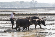 MYANMAR AGRICULTURE RICE