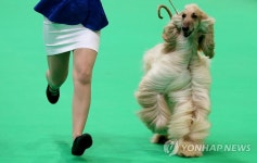 세계 최고 명견은 누구?…英 크러프츠 도그쇼 개막