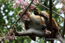 SRI LANKA ANIMALS RILAWA TOQUE MACAQUE